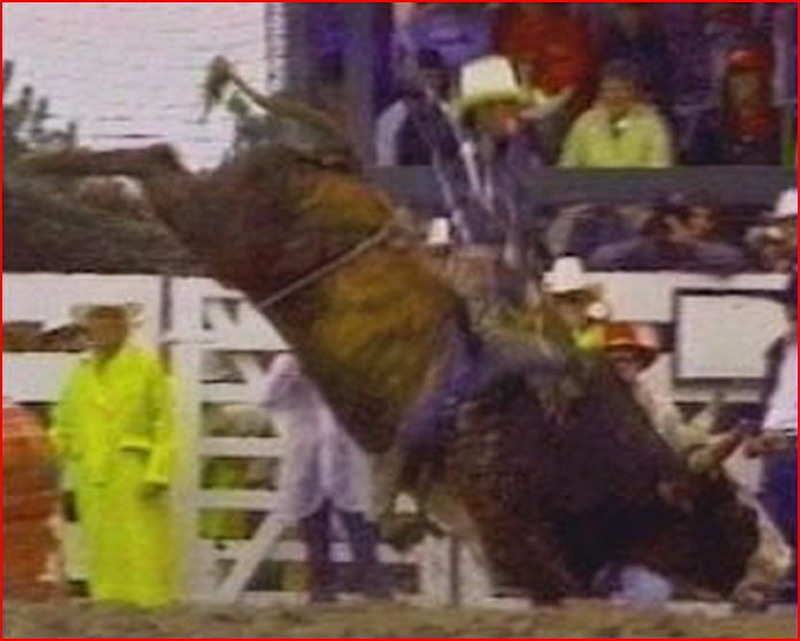♥ LANE FROST LAST RIDE ON TAKIN CARE OF BUSINESS July 30, 1989, at the Cheyenne Frontier Days Rodeo in Cheyenne, Wyoming.♥